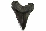 Fossil Megalodon Tooth - North Carolina #108907-2